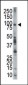 EPS8 Antibody (N-term)