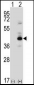 PKA C-beta (PRKACB) Antibody (N-term)