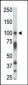 STK31 Antibody (N-term)