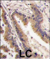 ERK4 Antibody (C-term)