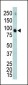 ERK4 Antibody (C-term)