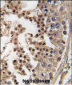 PFTK1 Antibody (N-term)