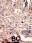 ARK5 Antibody (N-term)