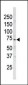 ARK5 Antibody (N-term)