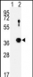 NEK6 Antibody (N-term)