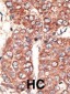 LRP2 (Megalin) Antibody (C-term)