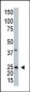 ARL3 Antibody (N-term)