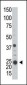 ARL3 Antibody (C-term)