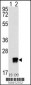 ARL3 Antibody (C-term)