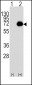 ACOX1 Antibody (C-term)