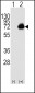 ACOX1 Antibody (C-term)