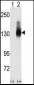 Jagged 2 (JAG2) Antibody (C-term)