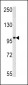 MAGEC1 Antibody (C-term)