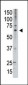 MAGED2 Antibody (C-term)