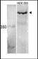 MLL3 Antibody (C-term)