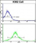 MMP19 Antibody (C-term)