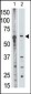 MMP25 Antibody (C-term)