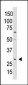 WISP2 Antibody (Center)