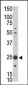 MAGEH1 Antibody (C-term)