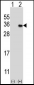 MAGEH1 Antibody (C-term)