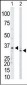 PRPS1/PRPS2/PRPS3 Antibody (N-term)