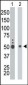 KIST (KIS) Antibody (C-term)