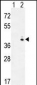 GALK1 Antibody (C-term)