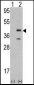 MVP Antibody (N-term)