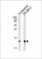 Thioredoxin 2 (Trx2) Antibody (c-term)