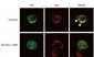 AGL Antibody (N-term)