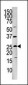 Phospho-mouse FADD(S191) Antibody