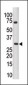 PIM3 Antibody (C-term)