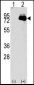 NUAK2 Antibody (N-term)