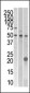 STYK1 Antibody (N-term)