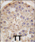 PIWIL1 (PIWI) Antibody (N-term)