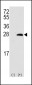 OPRS1 Antibody (Center)