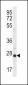 OPRS1 Antibody (Center)