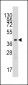 TBRG1 Antibody (N-term)