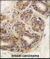 CASC3 Antibody (Y181)