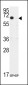 TIEG Antibody (N-term)