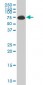 ALAS1 Antibody (monoclonal) (M01)