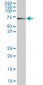 ALAS1 Antibody (monoclonal) (M03)