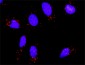 BAZ1B Antibody (monoclonal) (M01)