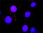 BAZ1B Antibody (monoclonal) (M01)