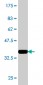 BCL2L12 Antibody (monoclonal) (M01)