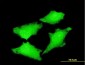 CDC45L Antibody (monoclonal) (M01)