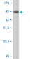 CDC45L Antibody (monoclonal) (M01)