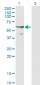 CDC45L Antibody (monoclonal) (M01)