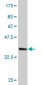 CDC45L Antibody (monoclonal) (M02)