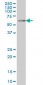 CDC45L Antibody (monoclonal) (M02)